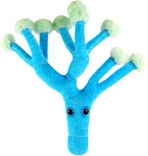 GIANT MICROBES-PENICILLIN
